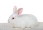 Зайчик альбиноса профиля в саде Стоковое Фото - изображение насчитывающей  кролик, черный: 84036934